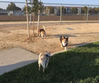 Blackbird Park Dog Park